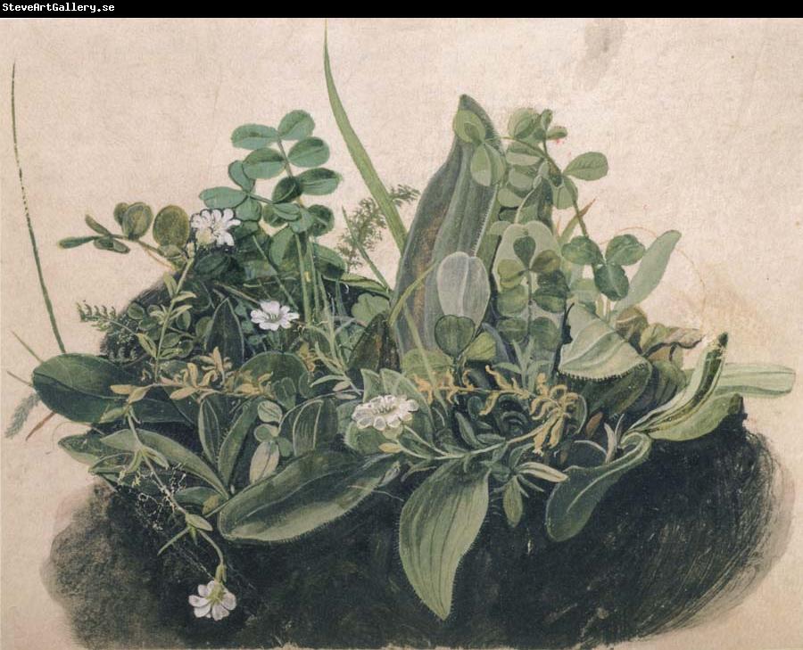 unknow artist Small Clump of Wayside Plants